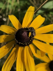 Melissodes illatus