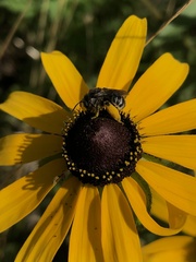 Melissodes illatus