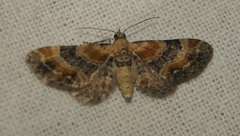 Eupithecia linariata
