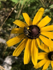 Melissodes illatus