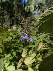 Salvia plurispicata