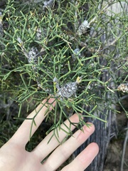 Petrophile conifera