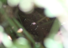 Elgaria multicarinata scincicauda