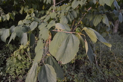 Tilia americana caroliniana