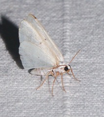 Lomographa temerata