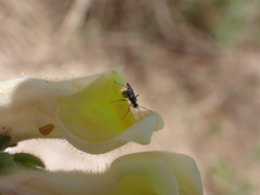 Dicyphus escalerae