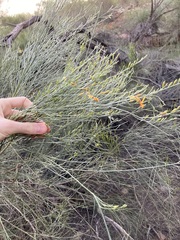 Jacksonia cupulifera