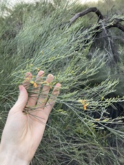 Jacksonia cupulifera