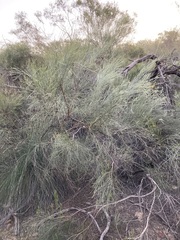 Jacksonia cupulifera