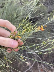 Jacksonia cupulifera