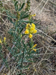 Linaria angustissima
