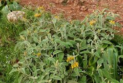 Phlomis cretica
