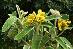 Phlomis cretica