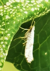 Argyresthia curvella