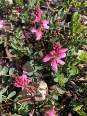 Indigofera brendae