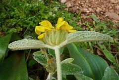 Phlomis cretica