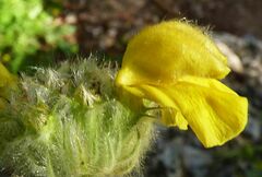 Phlomis cretica