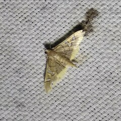 Prophantis