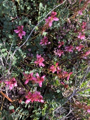 Indigofera brendae