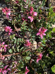 Indigofera brendae