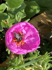 Melissodes bimaculatus