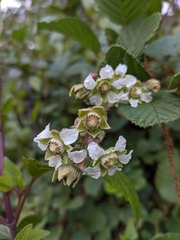 Rubus ellipticus