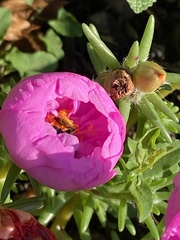 Melissodes bimaculatus