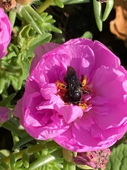 Melissodes bimaculatus