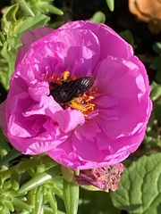 Melissodes bimaculatus