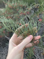 Grevillea pinaster