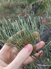 Grevillea pinaster