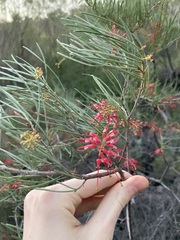 Grevillea pinaster