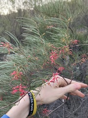 Grevillea pinaster
