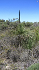 Xanthorrhoea platyphylla
