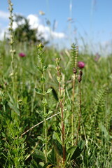 Hypericum linarioides