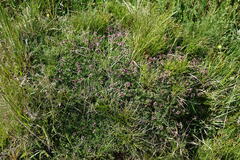Thymus callieri