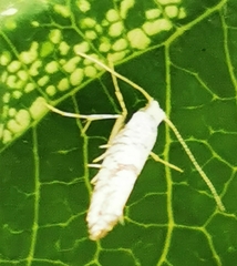 Argyresthia curvella