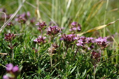Thymus callieri