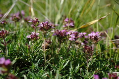 Thymus callieri