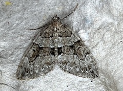 Thera contractata