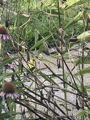 Spinus tristis