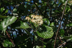 Aria umbellata