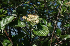 Aria umbellata