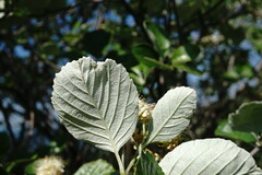 Aria umbellata
