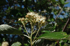 Aria umbellata