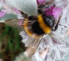 Bombus ruderatus