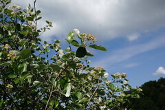 Aria umbellata