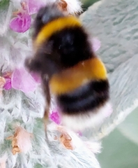Bombus ruderatus