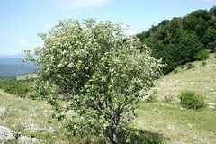 Aria umbellata