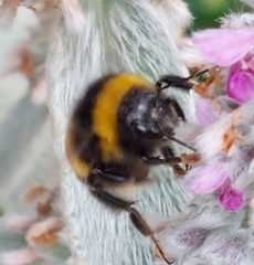 Bombus ruderatus